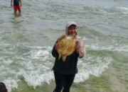 Pantai Pangumbahan, Wisata Konservasi Penyu yang Wajib Dikunjungi di Sukabumi