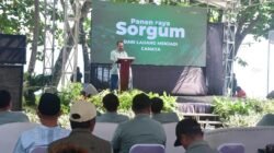 Sorgum Jadi Sumber Cuan Baru Petani Sukabumi, Pasok Energi PLTU Palabuhanratu