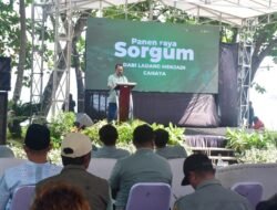 Sorgum Jadi Sumber Cuan Baru Petani Sukabumi, Pasok Energi PLTU Palabuhanratu