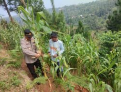 Dukung Swasembada Pangan, Polisi Dampingi Petani di Cisolok