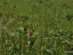 Kementan: Butuh 30 Tahun Turunkan Kadar Nikotin Tembakau, Petani Terancam Terdampak