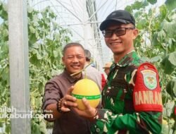 Wisata Petik Melon Premium Hadir di Cisolok, Sukabumi: Destinasi Agrowisata Baru yang Bikin Penasaran!