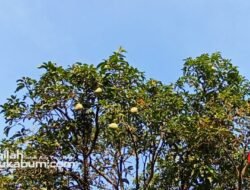 Sukabumi Cerah Seharian, Suhu Udara Bisa Tembus 34 Derajat: Cek Prakiraan Cuaca Hari Ini