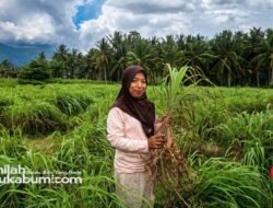 Ubah Lahan Pasca-Bencana Jadi Cuan, Warga Sigi Sukses Sulap Sereh Wangi Jadi Minyak Bernilai Tinggi