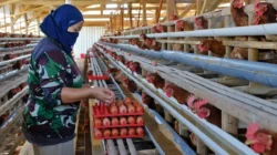 Bapanas: Harga Ayam dan Telur Mulai Naik Seiring MBG Kembali Berjalan