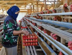 Bapanas: Harga Ayam dan Telur Mulai Naik Seiring MBG Kembali Berjalan