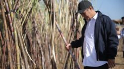 Pemerintah Tegaskan Pabrik Gula Wajib Punya Kebun Tebu, Dukung Target Swasembada Gula