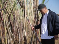 Pemerintah Tegaskan Pabrik Gula Wajib Punya Kebun Tebu, Dukung Target Swasembada Gula