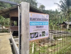 Konservasi Berbuah Hasil, Binaan Star Energy Tetaskan 3.000 Anakan Ikan Torsoro