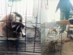 Warga Kadudampit Sukabumi Selamatkan Kukang Jawa