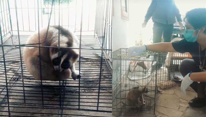 Warga Kadudampit Sukabumi Selamatkan Kukang Jawa