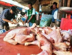 Harga Ayam dan Telur Mulai Merangkak Naik 