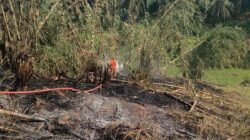 Kebakaran Lahan di Kalapanunggal Sempat Merambat, Damkar Berhasil Jinakkan Api