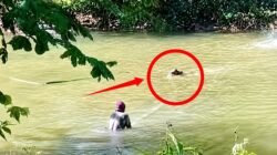 Di Balik Viral Buaya Situ Habibi, Warga Sudah Bertahun-tahun Hidup Berdampingan dengan Predator Liar