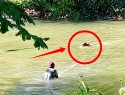 Di Balik Viral Buaya Situ Habibi, Warga Sudah Bertahun-tahun Hidup Berdampingan dengan Predator Liar