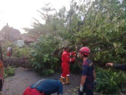 Pohon Mahoni Tumbang Tutup Jalan Nasional di Palabuhanratu, Arus Lalu Lintas Sempat Tersendat