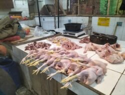 Harga Ayam Potong Di Kota Sukabumi Merangkak Naik, Gegara MBG?