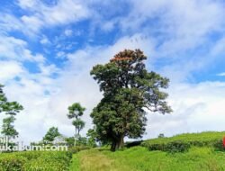 Prakiraan Cuaca 13 Agustus : Sukabumi Cerah Berawan, Waspada Peningkatan Kecepatan Angin