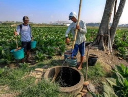 El Nino Berpotensi Kerek Inflasi, Harga Pangan Jadi Sorotan