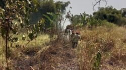 Lahan Alang-alang Terbakar di Cicantayan Sukabumi, Damkar Cegah Api Merambat