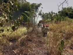 Lahan Alang-alang Terbakar di Cicantayan Sukabumi, Damkar Cegah Api Merambat
