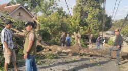 Tumbangkan Pohon di Cikangkung Ciracap, Kabel WiFi Putus