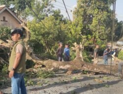 Tumbangkan Pohon di Cikangkung Ciracap, Kabel WiFi Putus