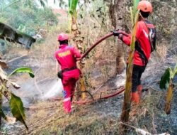 Lahan di Cikundul Kota Sukabumi Terbakar, Petugas Damkar dan BPBD Sigap Padamkan Api