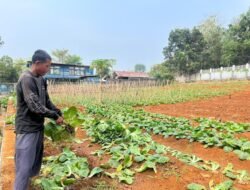 Produktif di Balik Jeruji, WBP Lapas Warungkiara Berhasil Panen 250 Kg Sawi