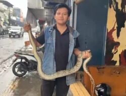 Ular Piton 2 Meter Muncul dari Gorong-gorong Saat Hujan di Cibadak Sukabumi